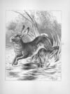 Thumbnail 0123 of Chatterbox stories of natural history