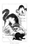 Thumbnail 0053 of Chit-chat by a little kit-cat