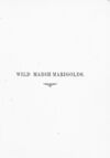 Thumbnail 0004 of Wild marsh-marigolds