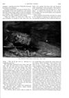 Thumbnail 0026 of St. Nicholas. May 1888