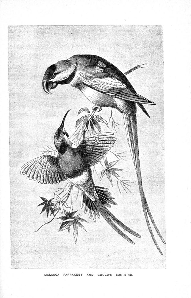 Scan 0077 of Birds of gay plumage