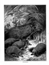 Thumbnail 0016 of Stories and pictures of birds, beasts, fishes, and other creatures